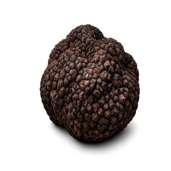 Tartufo nero uncinato